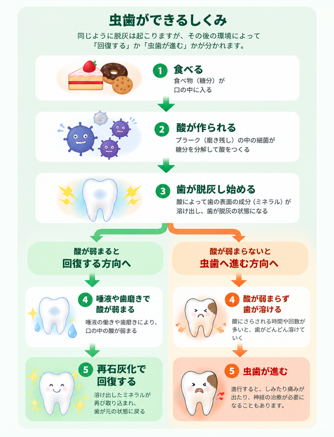 食べることで酸が作られ歯が脱灰し始め、その後、再石灰化で回復する場合と虫歯が進む場合に分かれる仕組み